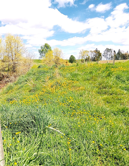 Cat's Ear In The Grass