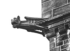 Mamaroneck Gargoyle