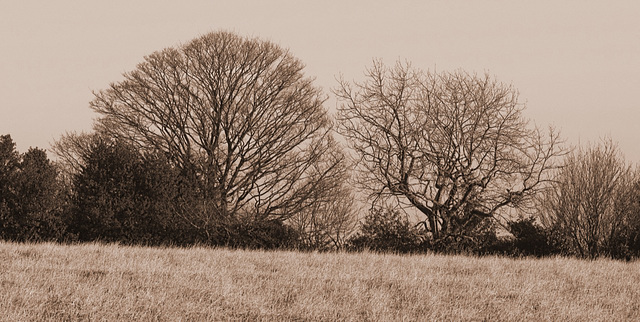 Winter hedgerow - sepia
