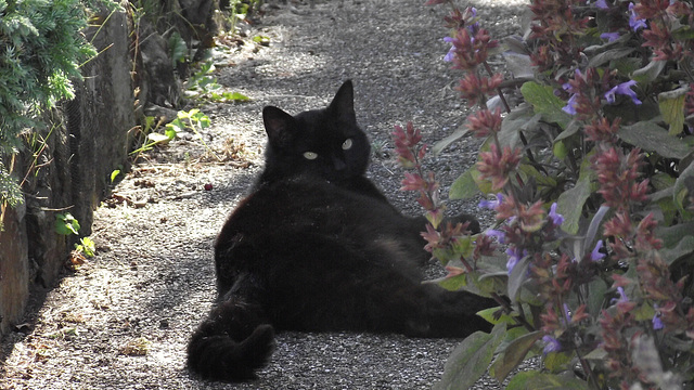 Boo found her place on the pathway