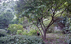 Coq in the temple garden