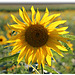 Ein sonniger Tag