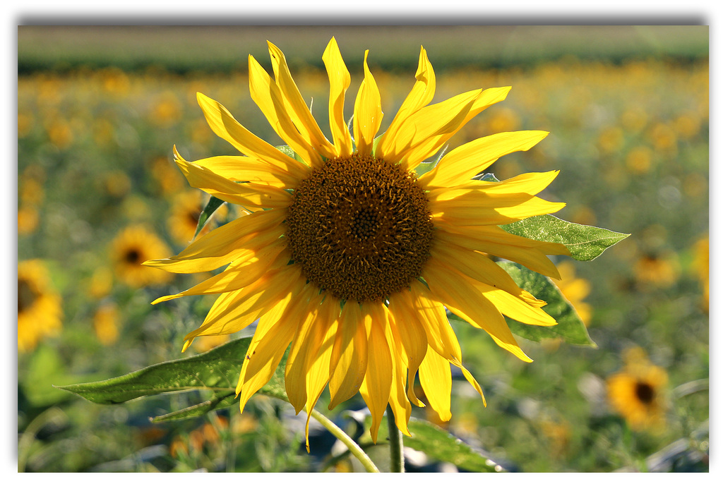 Ein sonniger Tag