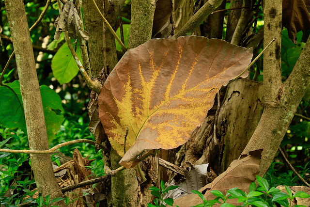 Tectona grandis       Tek