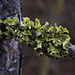 Lichens