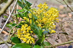 Gewöhnliche Mahonie (Berberis aquifolium)