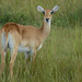 Uganda, Female Impala at Murchison Falls National Park