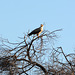 Namibia, Erindi Game Reserve, An Eagle (probably Aquila Rapax)