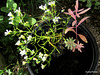 Potted Weeds