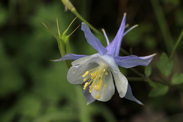 Colorado Blue Columbine