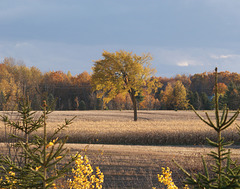 46/50 l'orme de M. Charbonneau, Mr. Charbonneau's elm tree