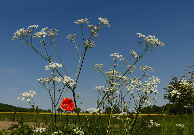 Sommer!