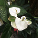 Anthurium