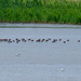 Bar Tailed Godwit flock