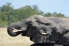 Zimbabwe, Hwange National Park, Elephants are Drinking