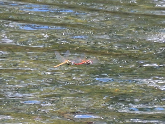 Red-veined Darters ovipositing (Sympetrum fonscolombii) DSB 1614