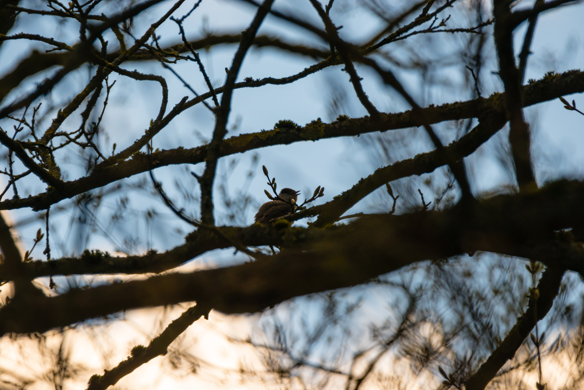 Abendvogel - 20160415