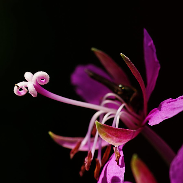 Epilobium spec.