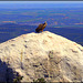 Griffon vulture and view, first uploaded 2018. H. A. N. W. E. everyone!