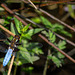 Broad Bodied Chaser Dragonfly (Libellula depressa)