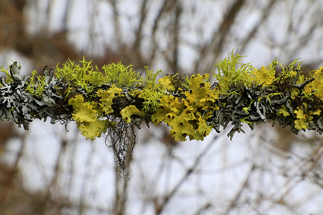 Lichens