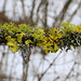 Lichens