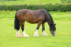 Shire horse 4
