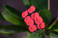20190128-0368 Euphorbia milii var. hislopii (N.E.Br.) Ursch & Leandri