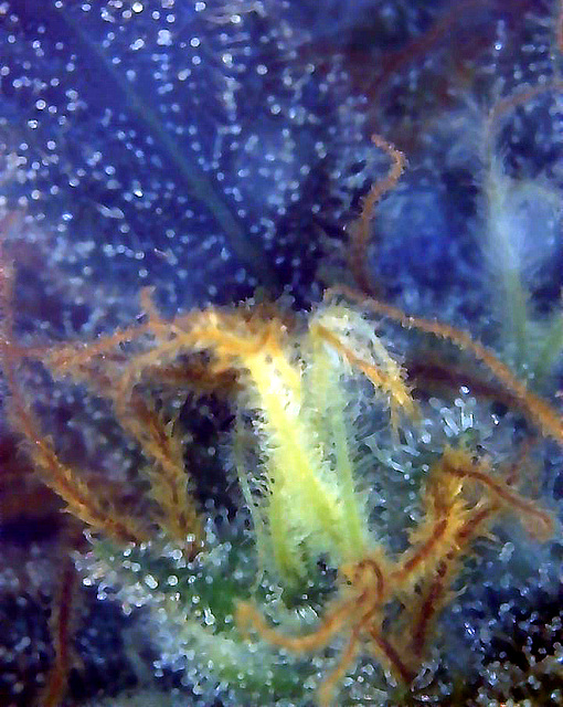 Cannabis Trichomes