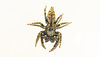 20200611 8319CPw [D~LIP] Spinne, Bad Salzuflen