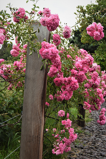 Flowery Fence!