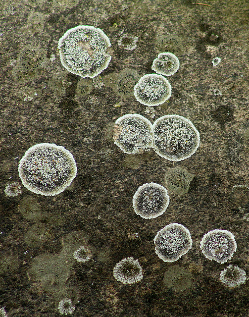 lichen