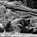 Tierpark Straubing