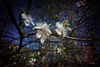 Spring Pinhole #2