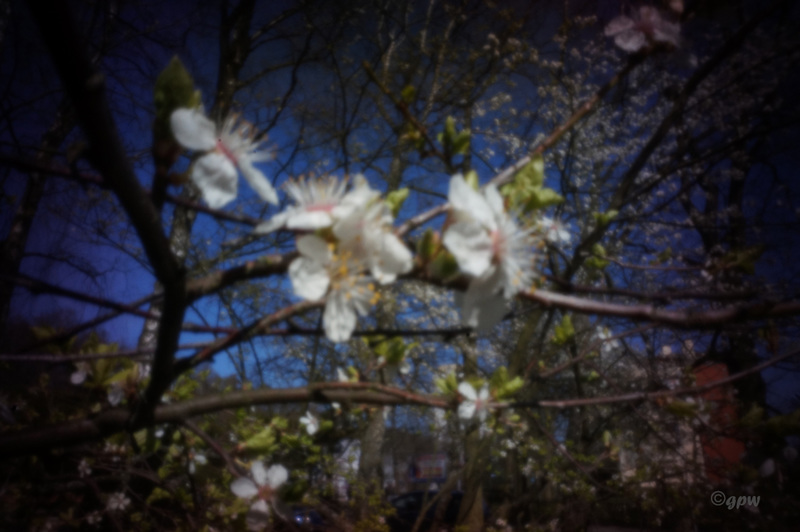 Spring Pinhole #2