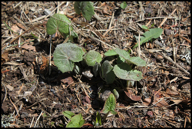 Petasites alba (5)