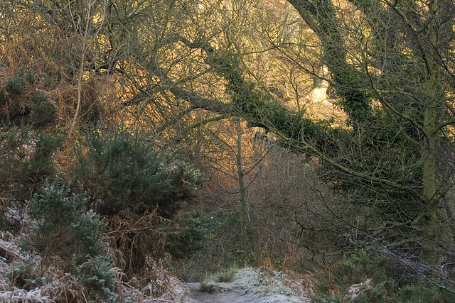 Gold on the beeches