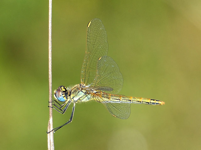 Red-veined Darter f (Sympetrum fonscolombii) DSB 1606