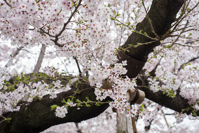 Cherry blossoms