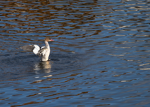 Red-Breasted Merganser