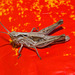 GrasshopperIMG 5476