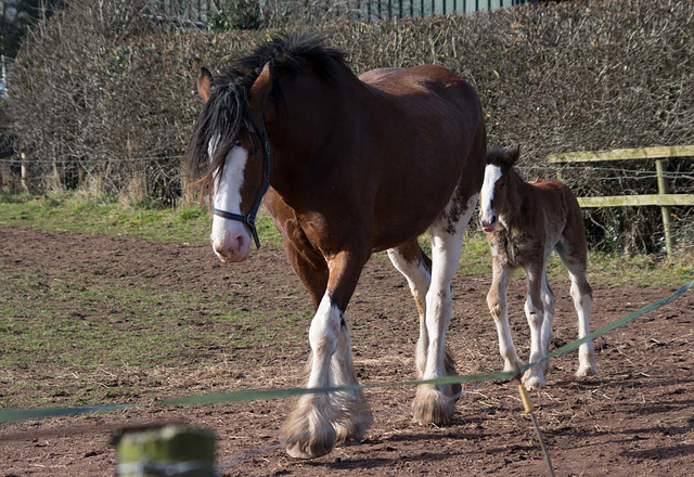 Shire horse and foal