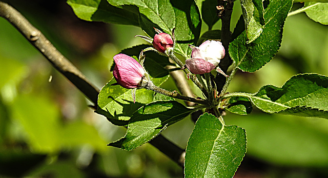 20200419 7250CPw [D~LIP] Apfelbaum (Cox Orangen-Renetter Malus), Blütenknospen, Bad Salzuflen