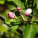 20200419 7250CPw [D~LIP] Apfelbaum (Cox Orangen-Renetter Malus), Blütenknospen, Bad Salzuflen