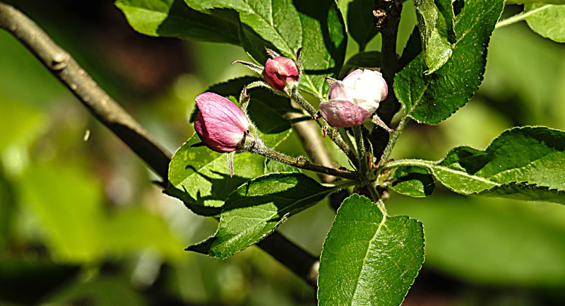 20200419 7250CPw [D~LIP] Apfelbaum (Cox Orangen-Renetter Malus), Blütenknospen, Bad Salzuflen