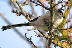 EOS 90D Peter Harriman 09 41 14 44295 longTailedTit2 dpp