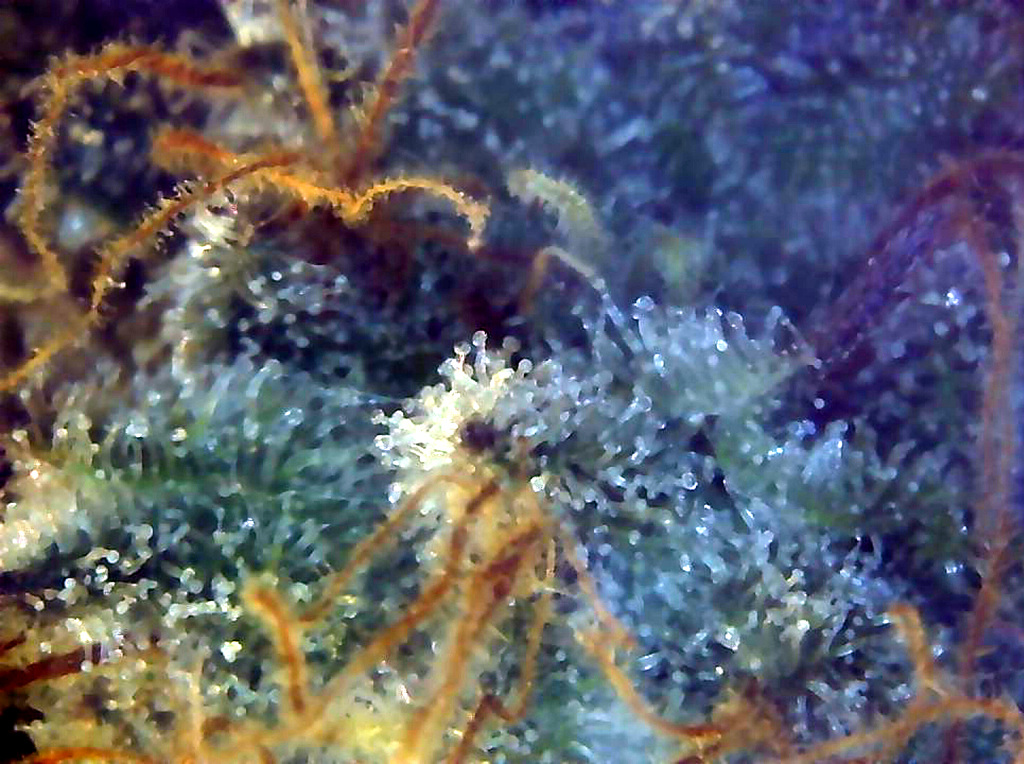 Cannabis Trichomes