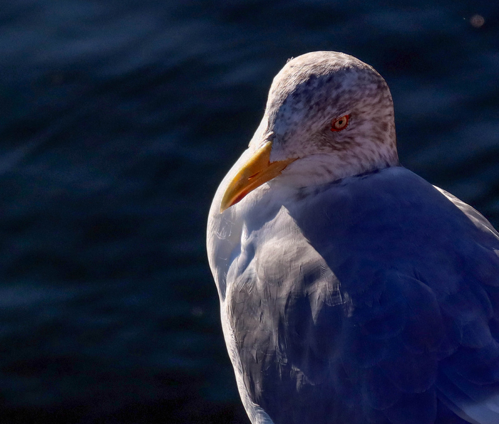 seagull