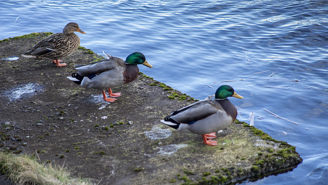 I Have My Ducks in a Row