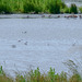 Avocets feeding